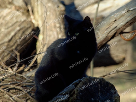 schwarze Katze auf Baumstamm sitzend und beobachten