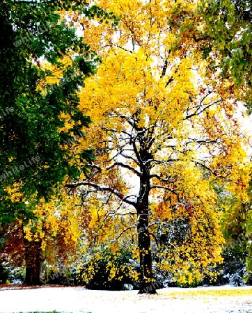 Baum mit Herbstlaub in leuchtenden Gelb nach Schneefall