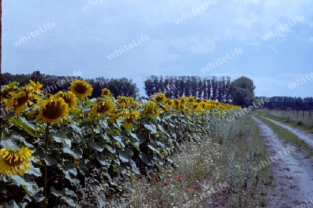 Blühende Sonnenblumen in Beelitz