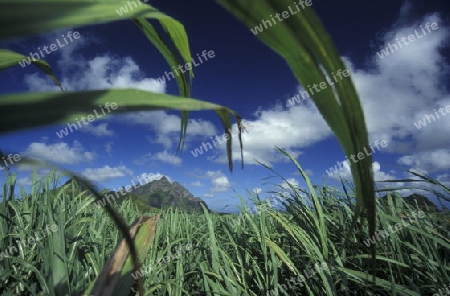 Ein Zuckerrohr Feld oder Plantage im Zentralen Gebierge der Insel Mauritius    