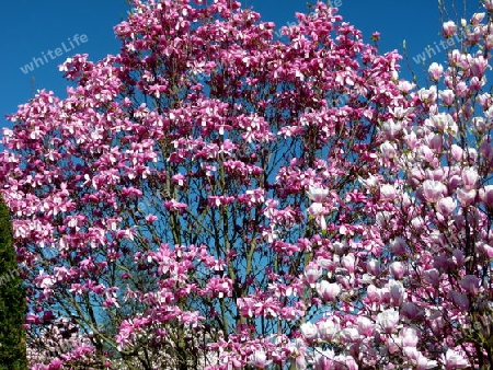 Rot bl?hender Magnolienbaum vor blauem Himmel