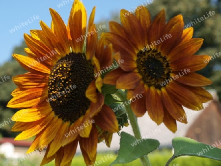 Sonneblumen im Garten
