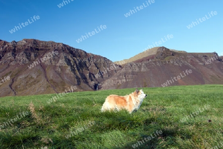 Der Nordwesten Islands, isl?ndischer Hund (Islandspitz) vor der Bergkulisse des Bjarnarhafnarfjall im Norden der Halbinsel Sn?fellsnes
