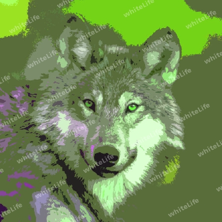 Wolf 012