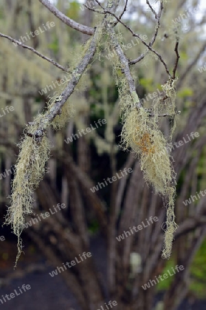 Epiphyten and Baeumen im Hochland der  Insel San Cristobal, Galapagos , Unesco Welterbe, Ecuador, Suedamerika