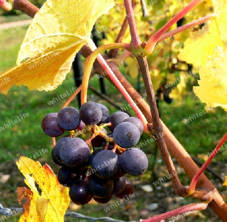 Blaue Trauben kurz vor der Ernte mit Weinlaub 2