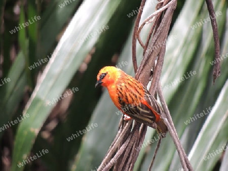 Vogel Madagascar Cardinal  Seychellen