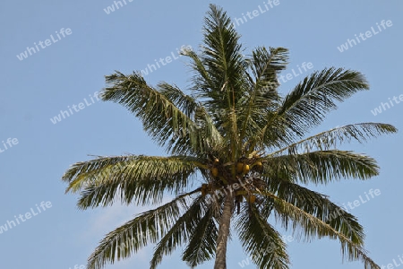 Kokosnusspalme in Sri Lanka