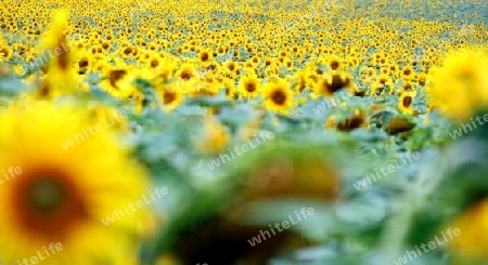 Sonnenblumen weit und breit