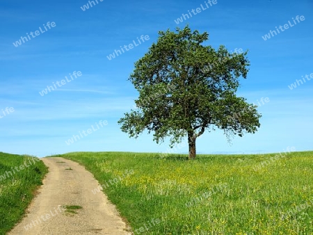 einsamer Baum am Wegesrand