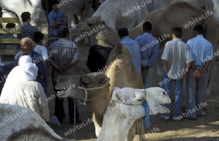 Der Kamel Markt auf dem Dorfplatz in der Altstadt von Douz im Sueden von Tunesien in Nordafrika