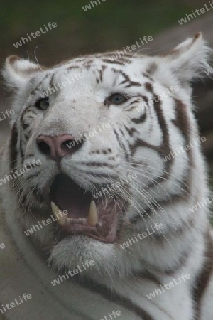 Weisser Tiger