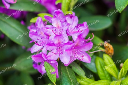 violetter Rhododendron