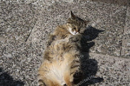eine Katze beim Sonnenbad