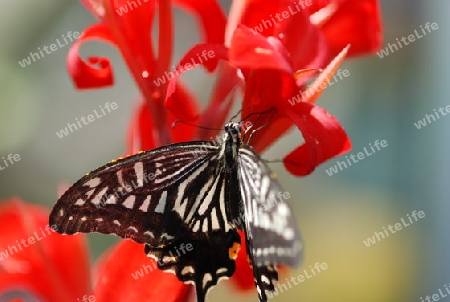 exotischer Schmetterling