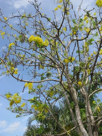 Akazienbaum, Dominikanische Republik