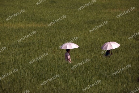 Die Landschaft mit einem Reisfeld beim Dof Chiang Dao noerdlich von Chiang Mai im Norden von Thailand. 