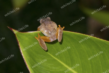 Frosch, Madagaskar