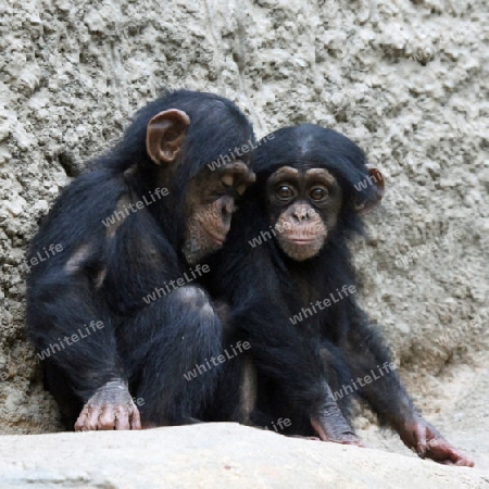 Schimpanse 003