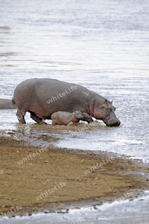 Flusspferd, Nilpferd (Hippopotamus amphibius) und neugeborenes Jungtier am Mara River, Masai Mara, Kenia, Afrika