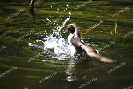 Ente beim baden