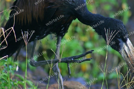 African open-billed stork, Anastomus Lamelligerus