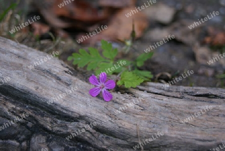Blume auf den Waldboden