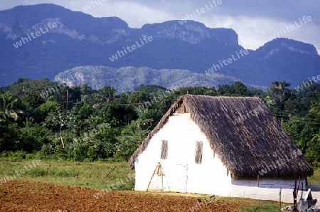 the landscape neat the villageo of Vinales on Cuba in the caribbean sea.