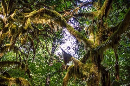 Im Regenwald Washington Stare