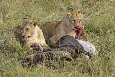 L?wen (Panthera leo),  fressen erbeutetes Gnu , Streifengnu, Weißbartgnu (Connochaetes taurinus),  , Masai Mara, Kenia, Ostafrika, Afrika