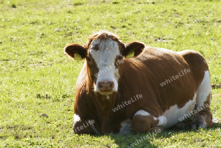  Auf der Weide liegende brauen Kuh, in  der Sonne ruhend.
