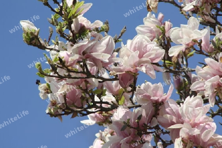 Verzauberter Tulpenbaum im Frühling