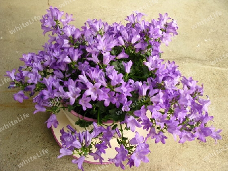 Campanula purple, Glockenblume