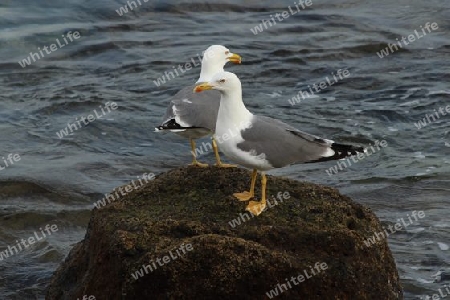 M?wen Seagulls