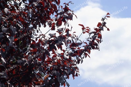 Licht und Schatten- und Farbenspiel in einer Blutpflaume, Prunus cerasifera.