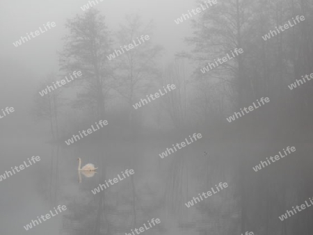 Schwan im Nebel