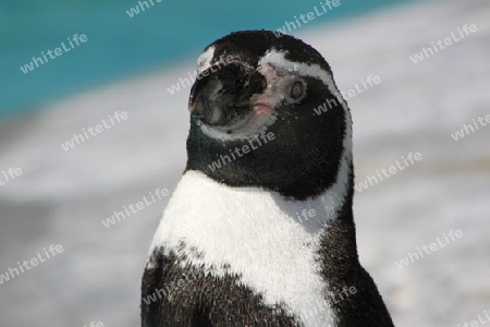 Portrait eines Pinguines