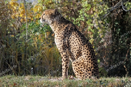 Gepard 002 
