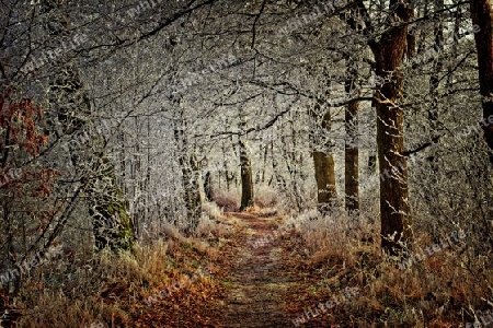 Weg durch Winterwald