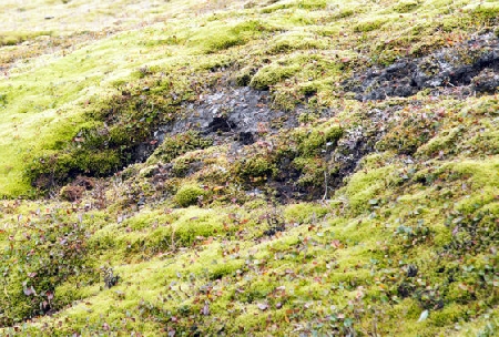 Auf einer der ber?hmt- ber?chtigsten Hochlandstrecken, der Sprengisandur, durch Islands Hochland. Pflanzen und Lavauntergrund am Tungnafellsj?kull im Vatnaj?kull-Nationalpark  