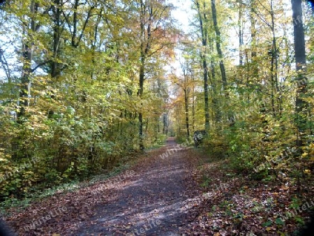Waldweg im Herbst 1