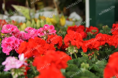 Blumen - Blumenmarkt
