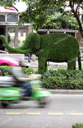 a elephant tree in the city centre at the pratunam aerea in the city of Bangkok in Thailand in Suedostasien.