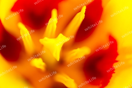 Tulpe(Tulipa)-Datail