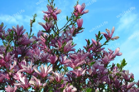 Blühende Magnolie