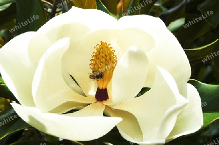 Immergr?ne Magnolie - Magnolia grandiflora