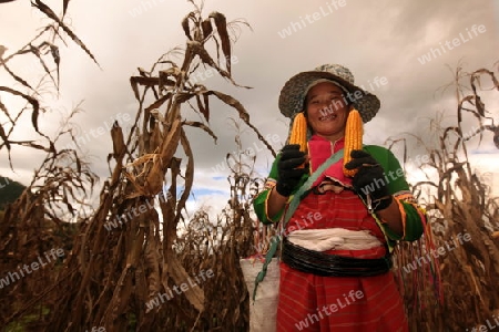 Traditionell gekleidete Frau von einem Stamm der Dara-Ang bei ernten von Maiskolben in einem Maisfeld beim Dof Chiang Dao noerdlich von Chiang Mai im Norden von Thailand.  (KEYSTONE/Urs Flueeler) 