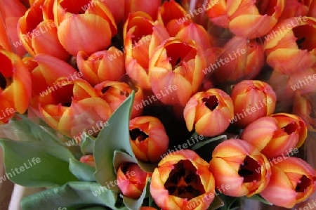 Tulpen aus Amsterdam, orange