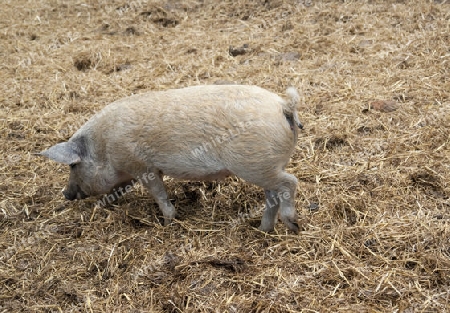 high angle shot showing a domestic pig in strawy back