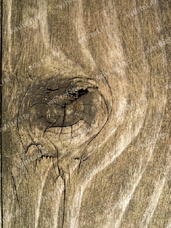 Holz Auge